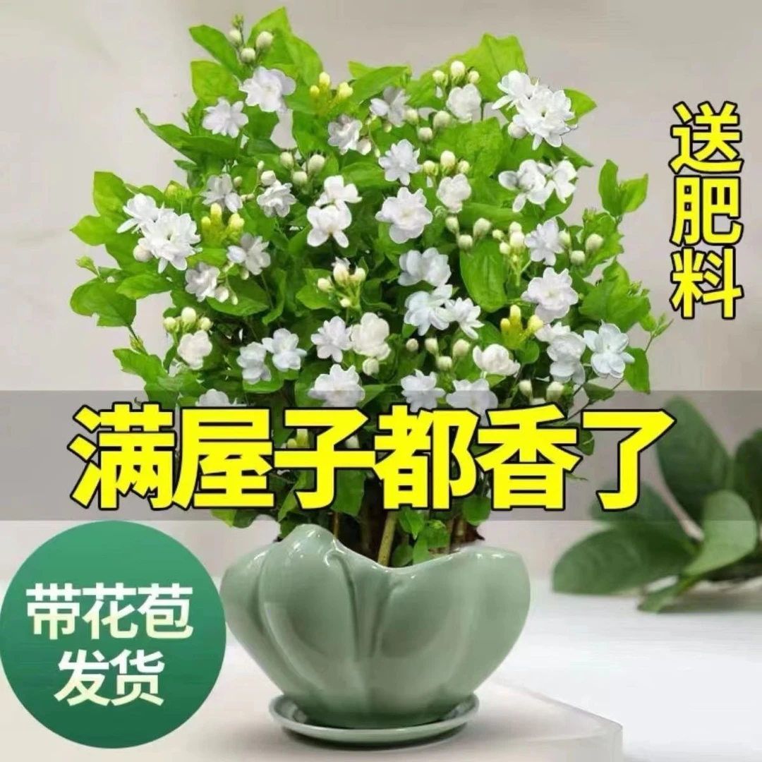 茉莉花盆栽浓香型室内外吸甲醛净化空气绿植花卉四季开花好养易活
