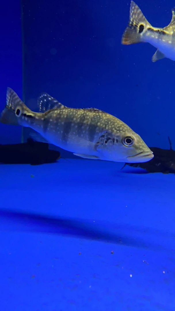 蓝帆五间活体观赏鱼18-20cm