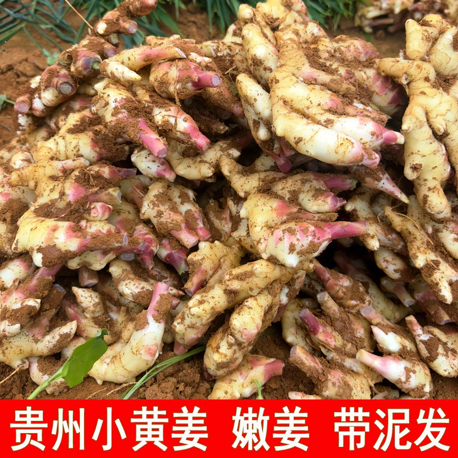 贵州小黄姜红芽嫩姜新鲜现挖仔姜山地姜芽新姜做泡姜糖醋姜1-5斤