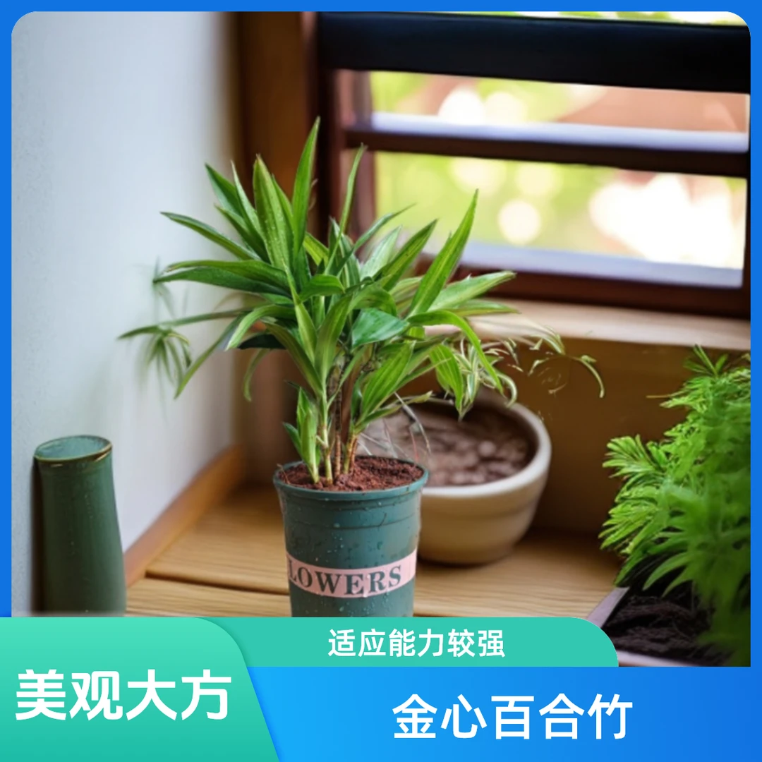 金心百合竹幸福绿植盆栽新手适合养护耐旱懒人绿植水培百合竹土壤