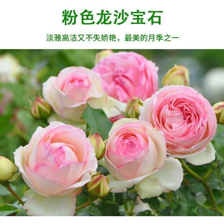 粉色龙沙宝石 蔷薇月季四季开花浓香爬藤月季庭院花墙拱门月季花