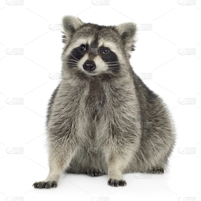 中古毛绒玩具默认微瑕