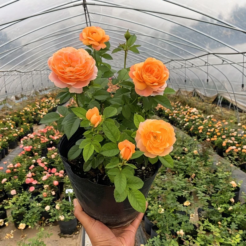果汁阳台双鱼月季花苗带花苞灌木大花四季花卉阳台好养耐寒