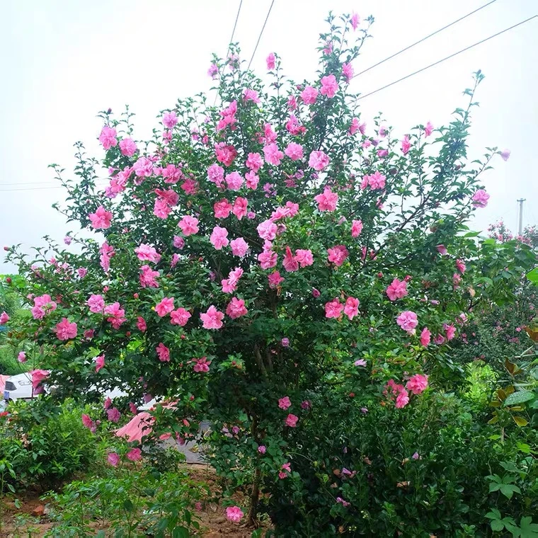 从生木槿花盆栽室内外植物耐寒耐晒四季种植花可食用观赏庭院园林