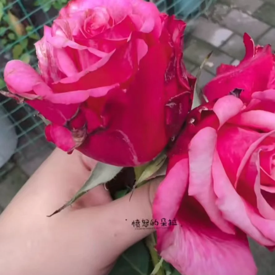 蓬皮杜 月季 肯尼亚新品清香切花 耐雨淋 抗病 耐开 多季开灌木