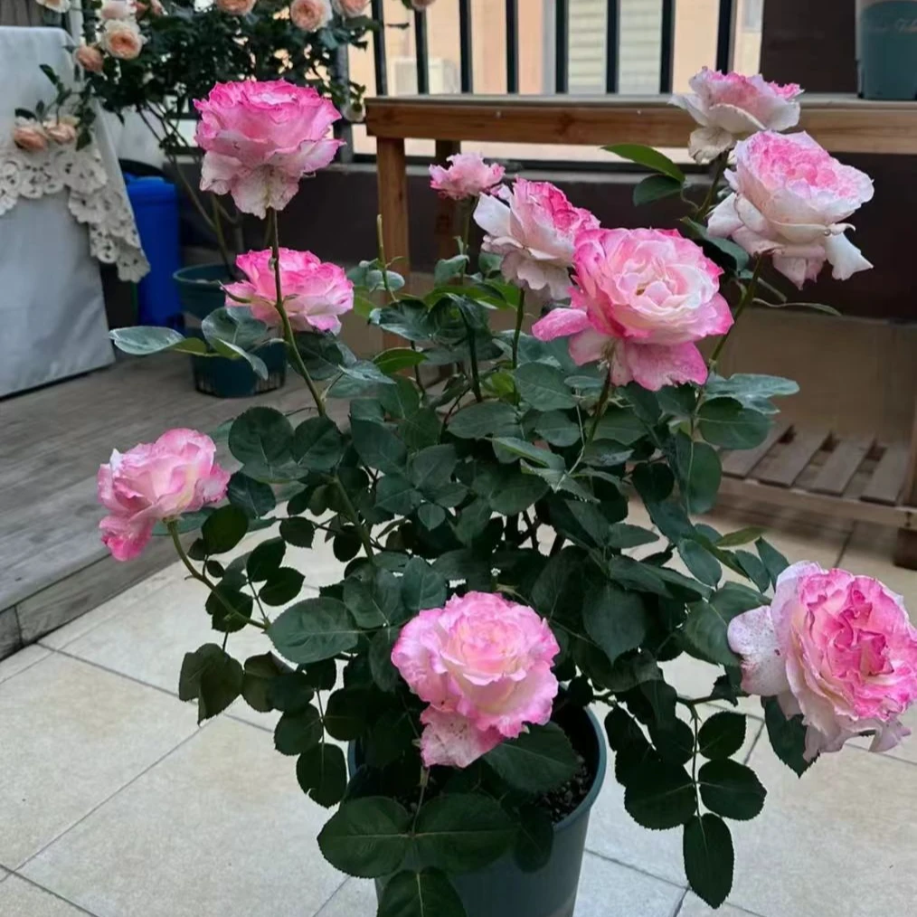 六翼天使月季月季花灌木月季强香月季四季开花阳台露天庭院种植
