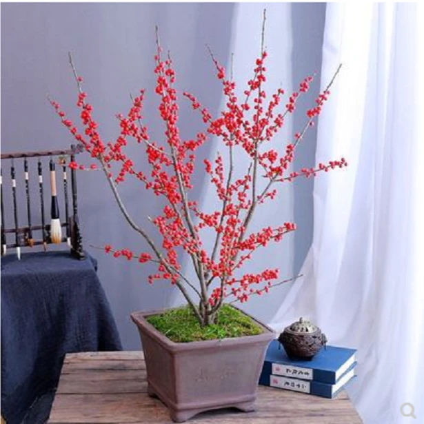 北美冬青盆栽年宵花卉耐寒客厅树苗庭院喜庆