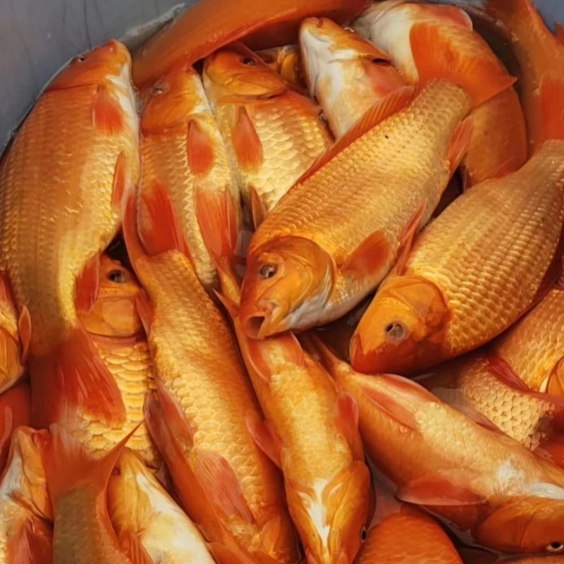 【活体】红鲤鱼兴国红鲤鱼耐活宠物观赏鱼淡水鱼冷水鱼