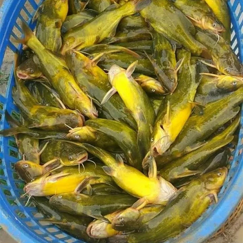 全雄杂交黄骨鱼黄辣丁黄颡鱼昂刺鱼适合冷水淡水养殖观赏