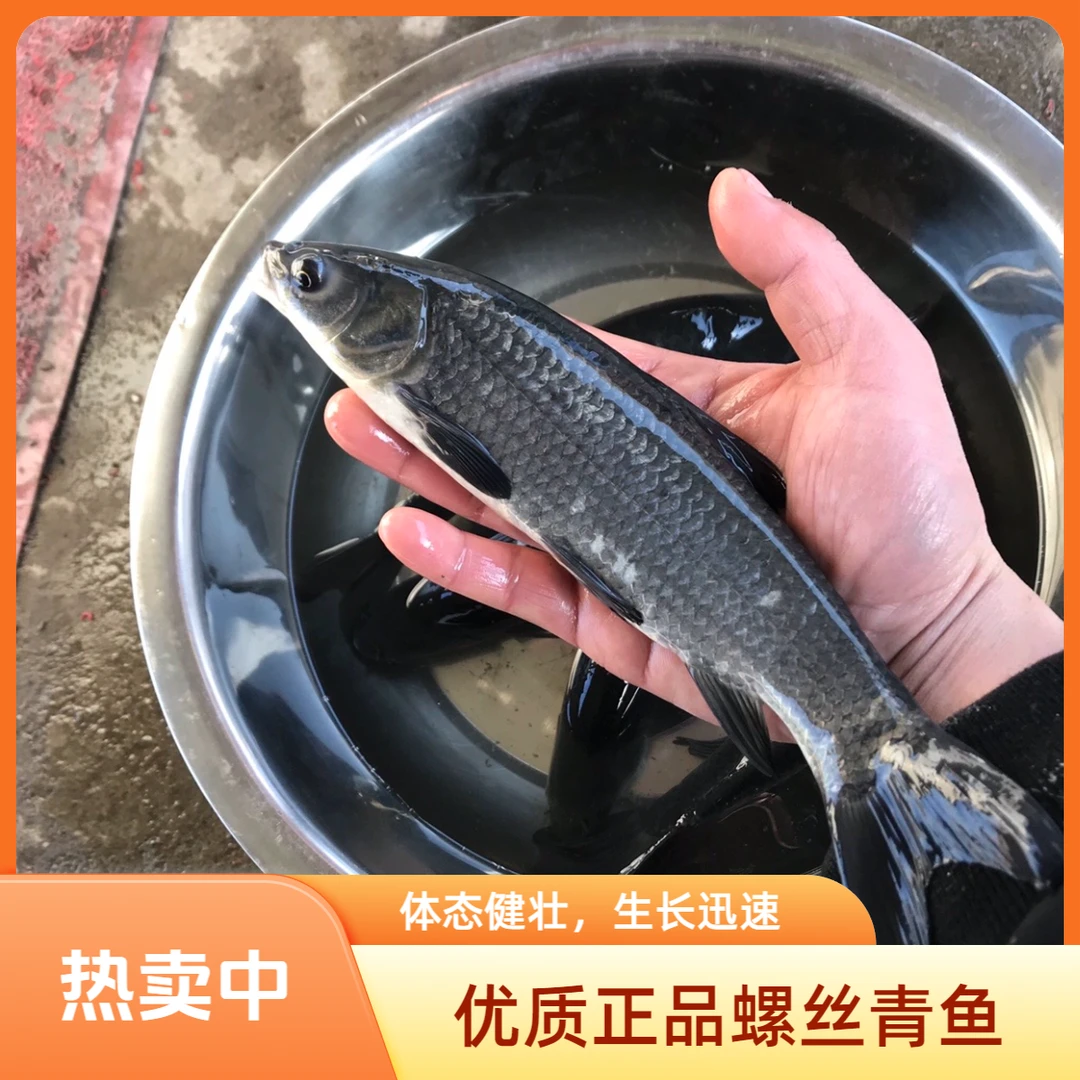 【活体】正宗螺丝青黑鲩青鱼黑草鱼乌青鱼养殖观赏鱼淡水鱼冷水鱼