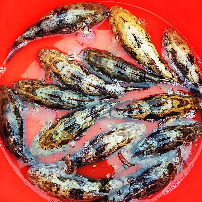 正宗养鱼云斑鱼尖塘鳢鱼沙塘鳢鱼养鱼宠物活体淡水鱼养殖泰笋发货