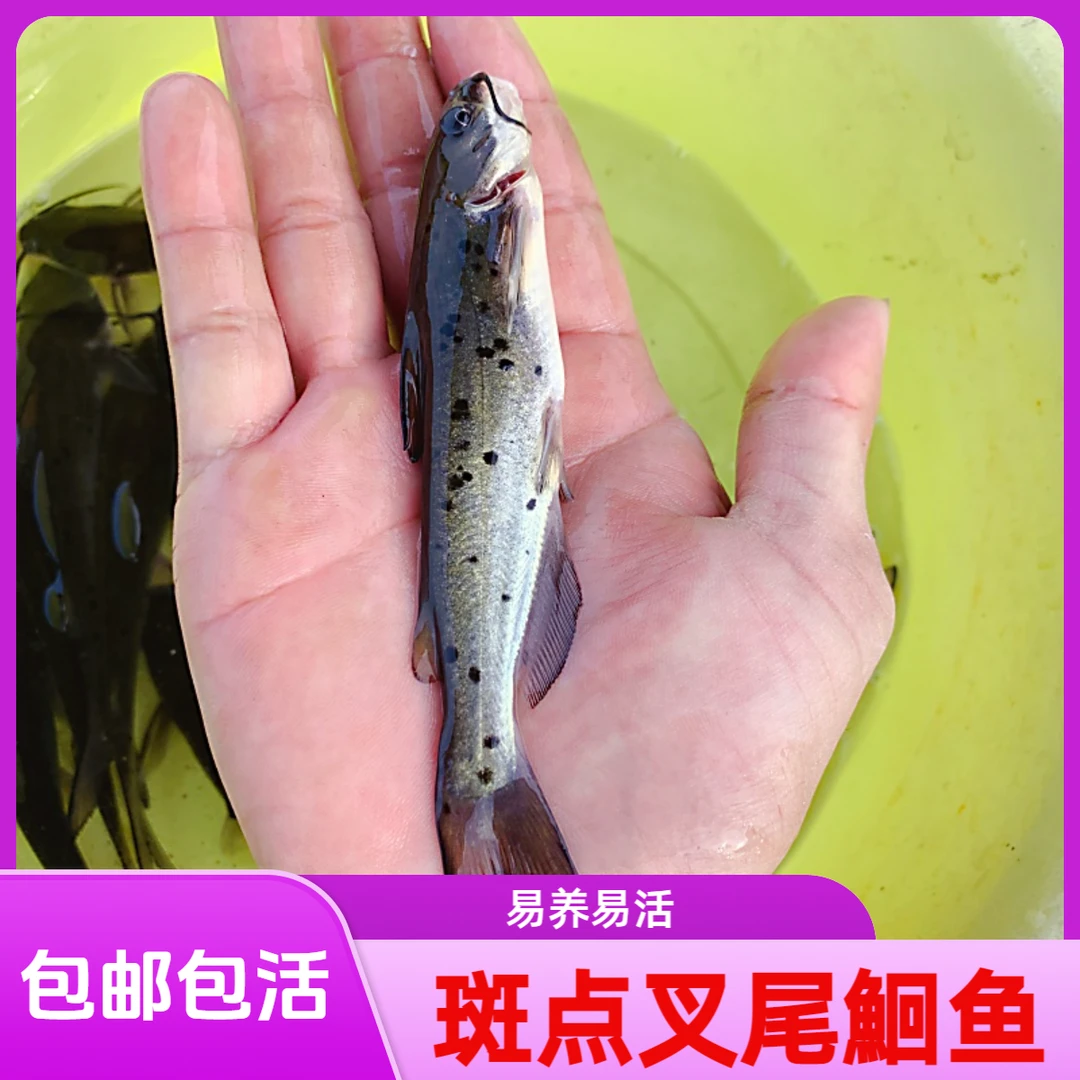 正宗淡水斑点叉尾鮰鱼苗钳鱼叉尾鱼回鱼包邮活体大型养殖发货养鱼