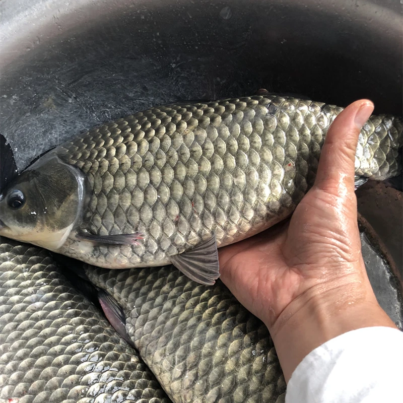 中科五号鲫鱼 大板鲫 淡水银鲫宠物