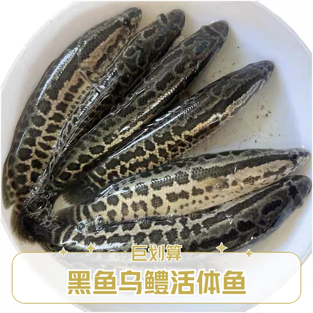 【活体】黑鱼乌鳢鱼黑鱼乌棒乌鱼财鱼路亚鱼宠物观赏鱼淡水鱼冷水鱼
