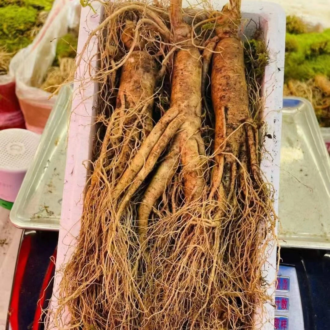 长白山新鲜人参各种规格齐全大人参   500克