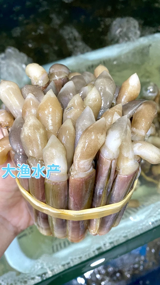 北海圣子王（500g