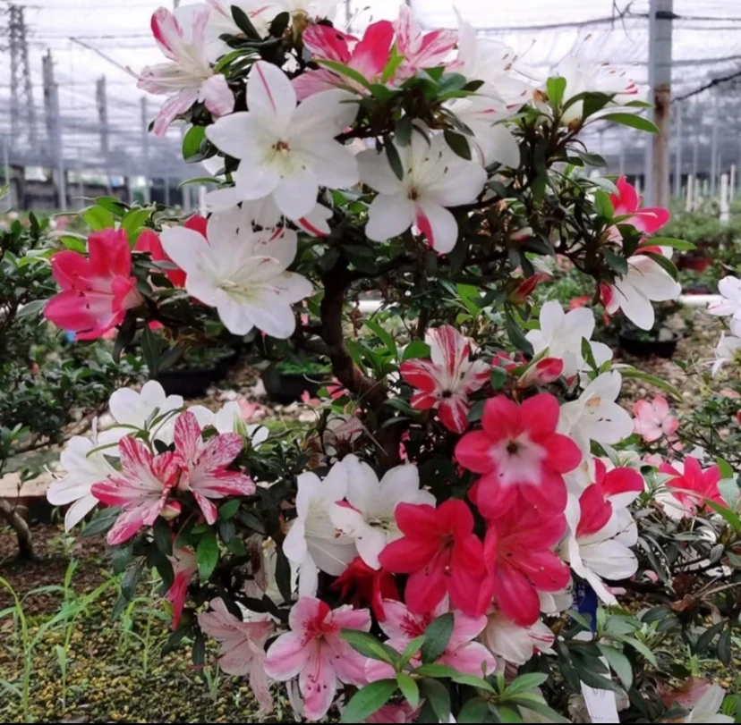 千裕品种皋月杜鹃花（三年苗）多色杜鹃千裕