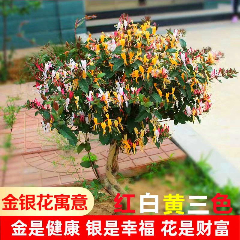金银花苗树苗盆栽盆景老桩植物闻香爬藤室内花卉室内绿植好养殖
