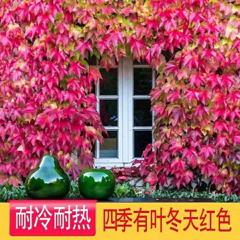 爬山虎苗攀爬藤植物庭院户外室内三叶红色爬山虎苗四季不落叶花卉