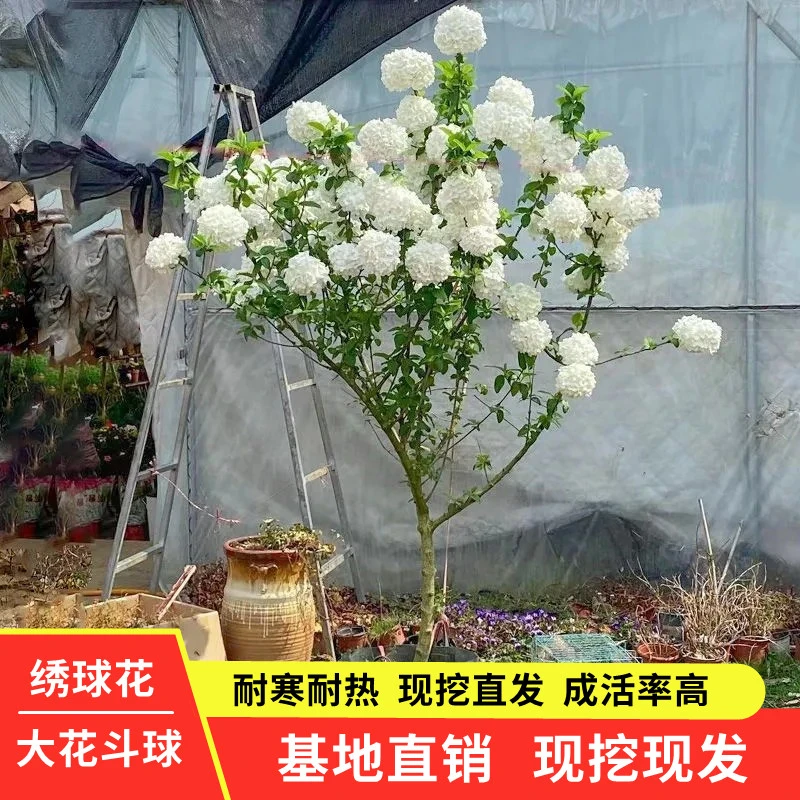 中华木绣球树苗大花斗球苗木本绣球庭院地栽盆栽绣球花苗花园植物