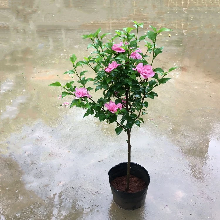 木槿花树苗花卉独杆地栽木本好养庭院别墅阳台重瓣耐寒四季种植