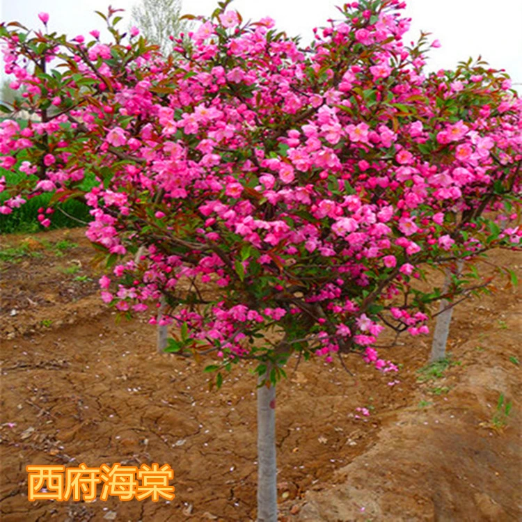 高杆海棠树苗北美海棠 西府海棠 垂丝海棠 庭院地栽盆栽花园植物
