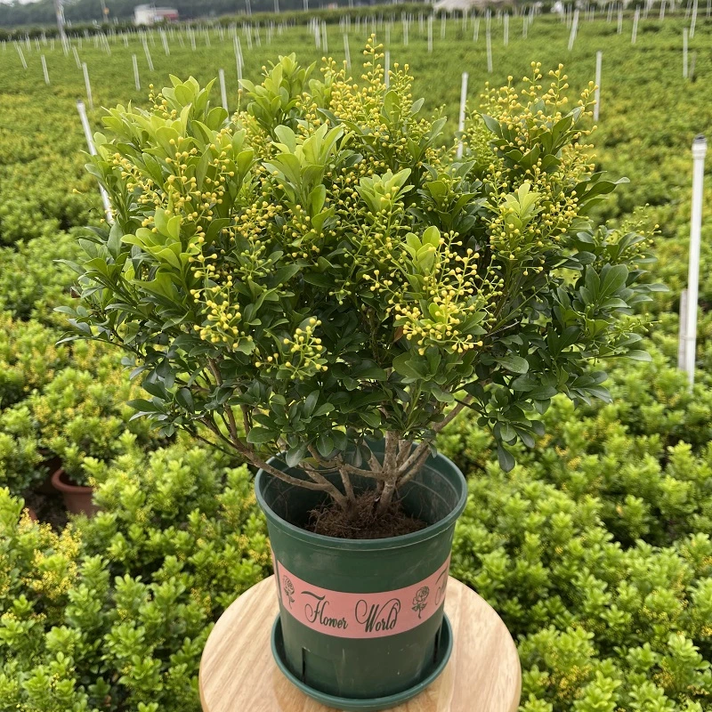 香水米兰盆栽老桩室内绿植物浓香四季开花苗客厅阳台好养花卉