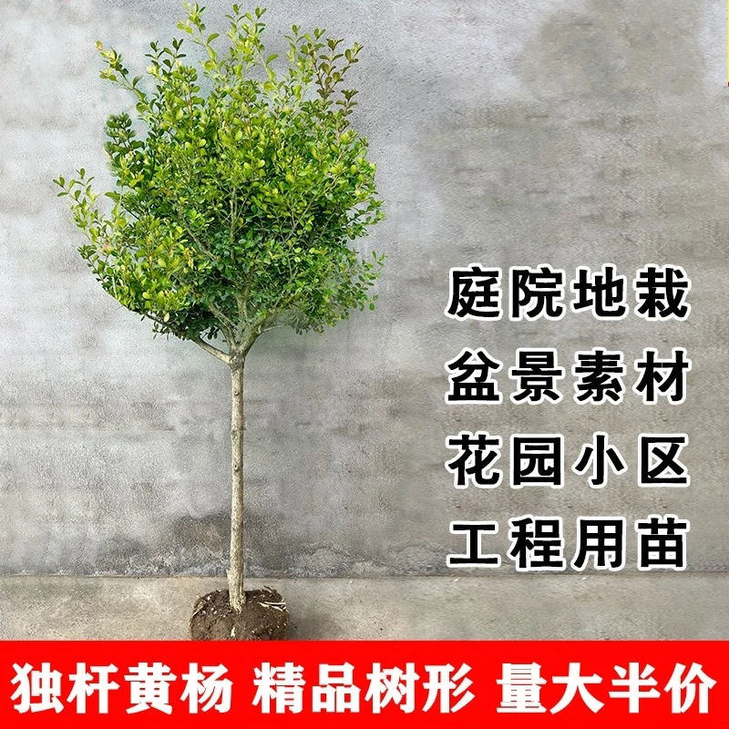 独杆小叶瓜子黄杨树苗庭院别墅大型地栽盆景四季青造型素材棒棒糖
