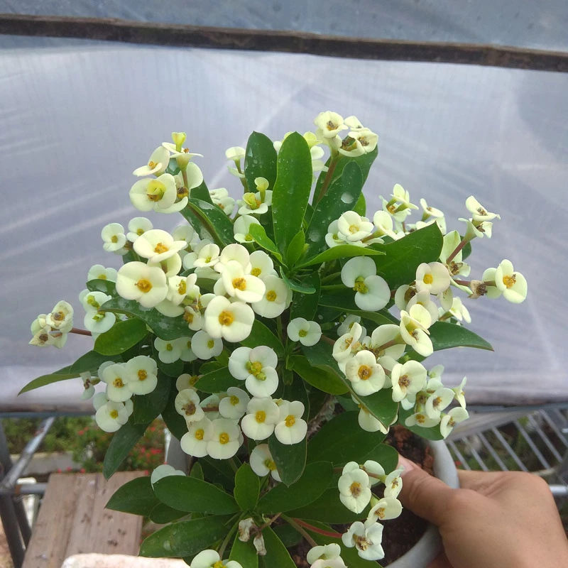 老桩小叶小花白色虎刺梅盆栽铁海棠四季花卉阳台常年开花植物多花