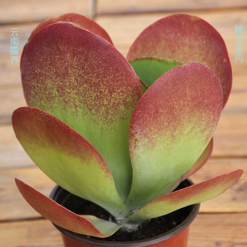 唐印90盆   基地直发  裸根发