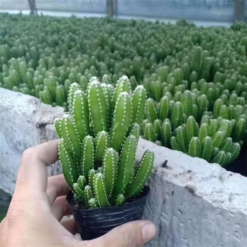 万重山聚财山基地种植