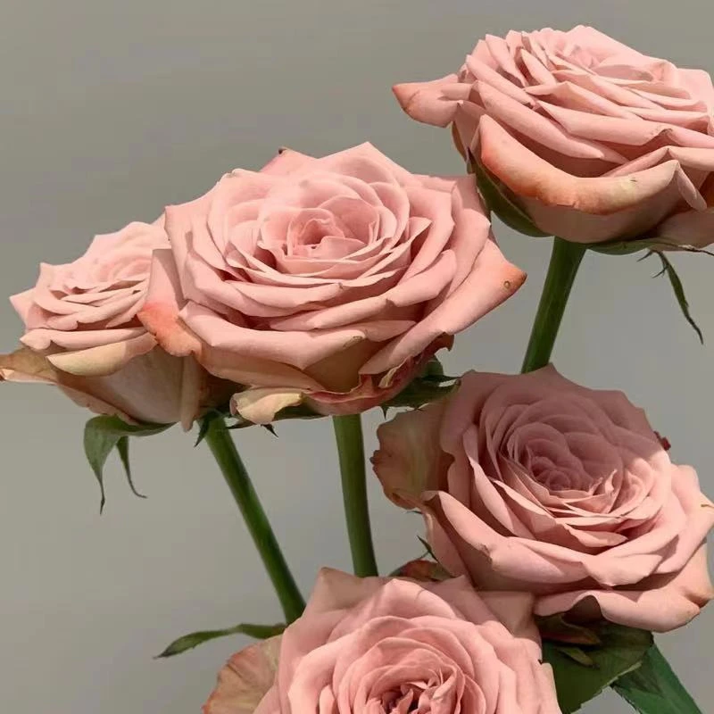 精品A级卡布奇诺玫瑰鲜花云南昆明斗南直发