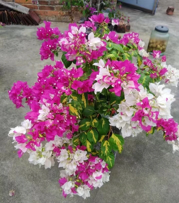 【金心双色-周】落花落叶落秃实属正常不售后建议勿拍