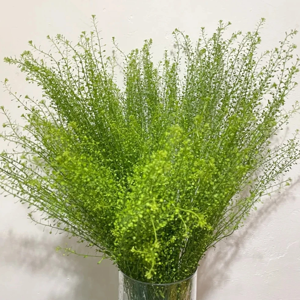【配草丨绿铃草】绿铃草鲜花云南昆明斗南基地