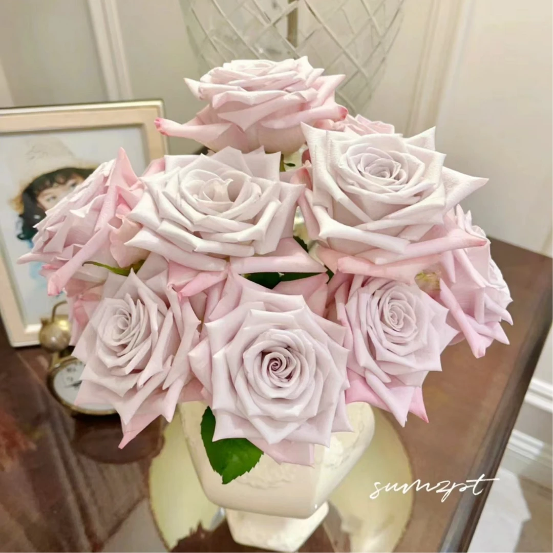 【莫兰迪丨曼塔】玫瑰花水养鲜花云南昆明斗南基地直发