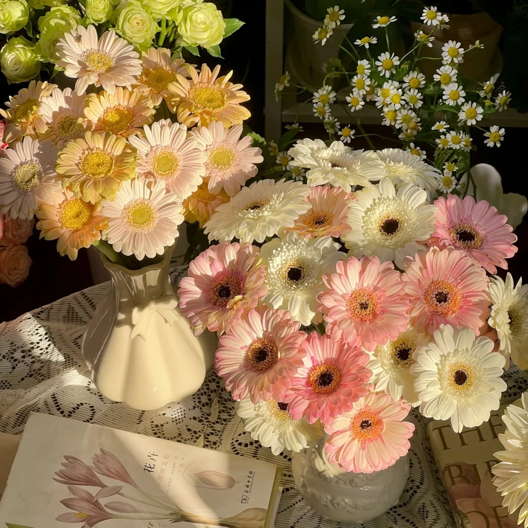 【太阳花丨非洲菊】云南鲜花混色非洲菊基地直发