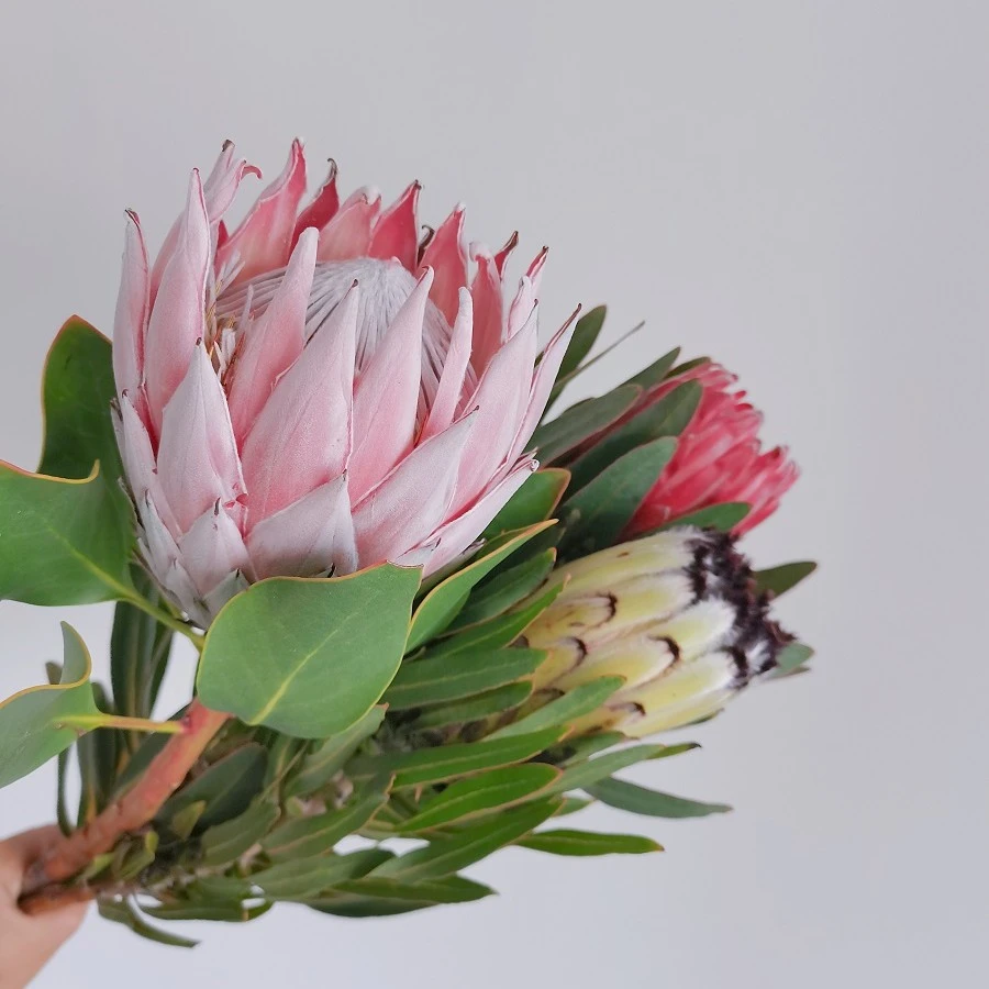 帝王花束针垫公主南非鲜花五件混搭DIY顺丰冷链送三枝尤加利果