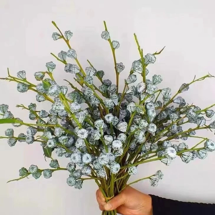 尤加利果小米果叶驱蚊可做干花花期超长一件德邦空运包邮