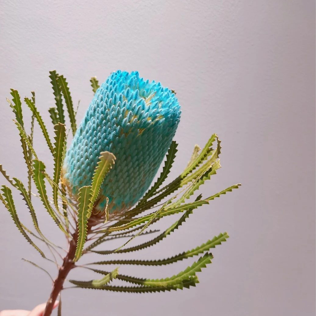 澳洲进口佛塔班克木顺丰一件包邮直发七彩色可能会有部分叶片脱落