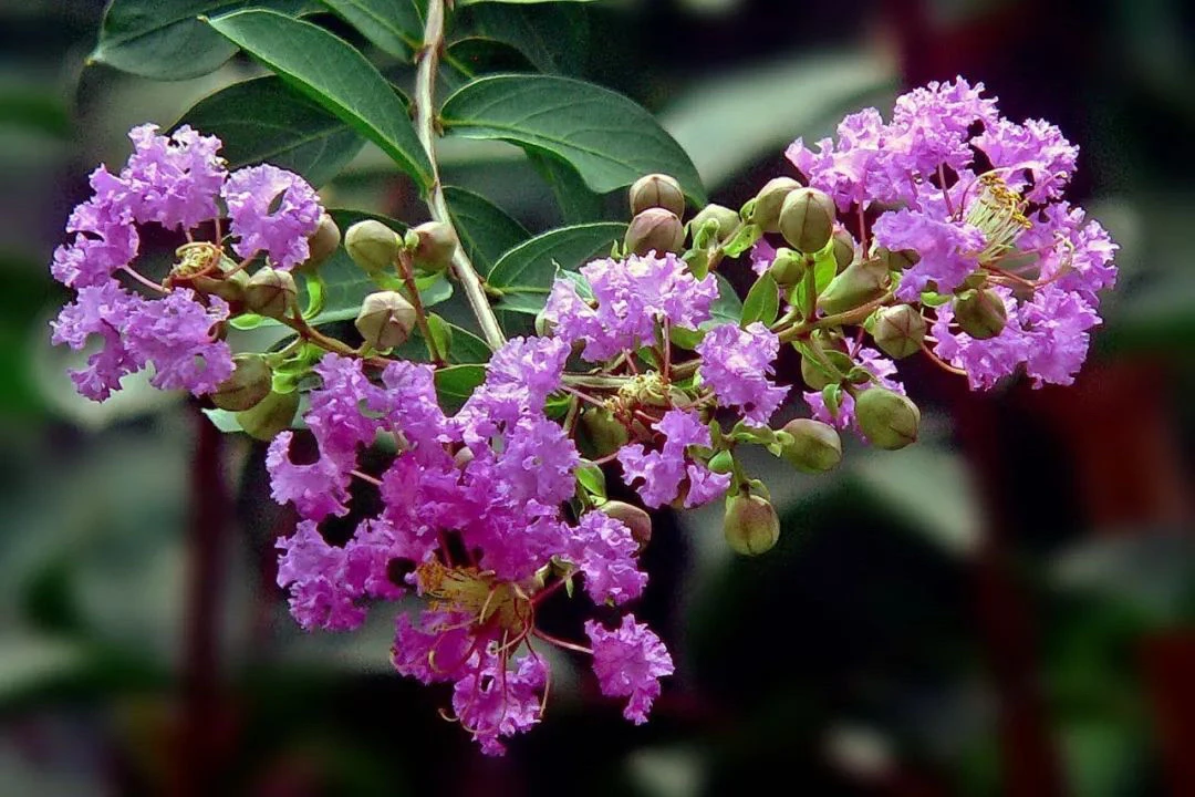 原生老桩紫花紫薇，赤楠，一物一拍