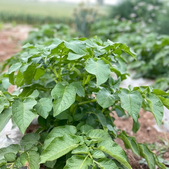 新手福利VIP(共享菜园)