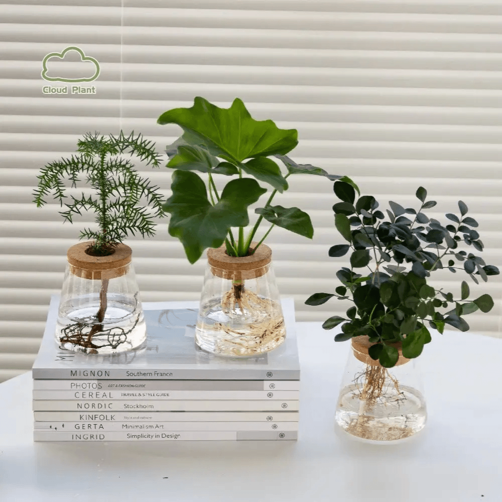 常绿懒人水培组合盆栽好养室内绿植桌面盆景开花创意摆件四季花