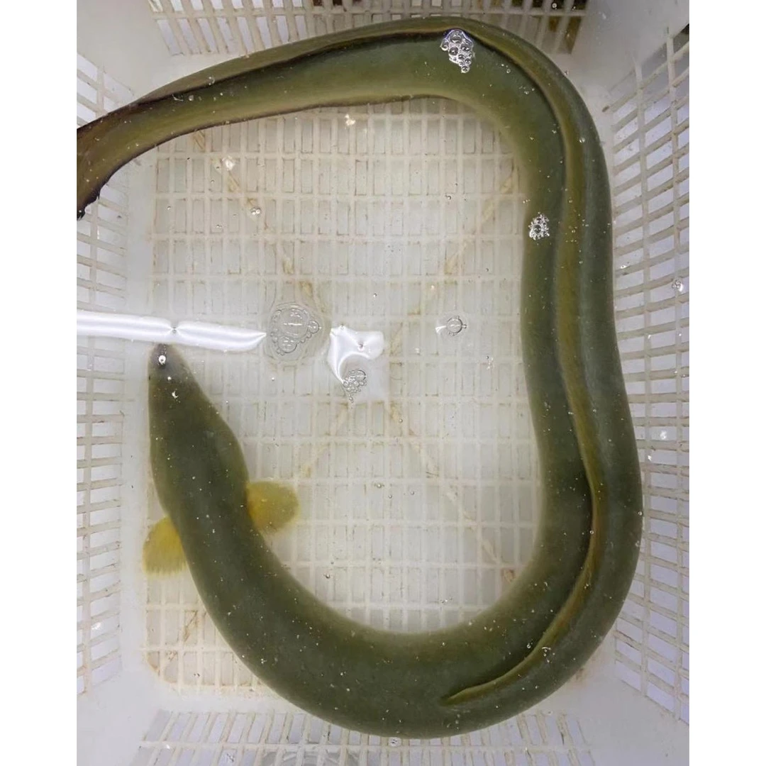 单只价 [鲜活河鳗鱼]  每条900克g