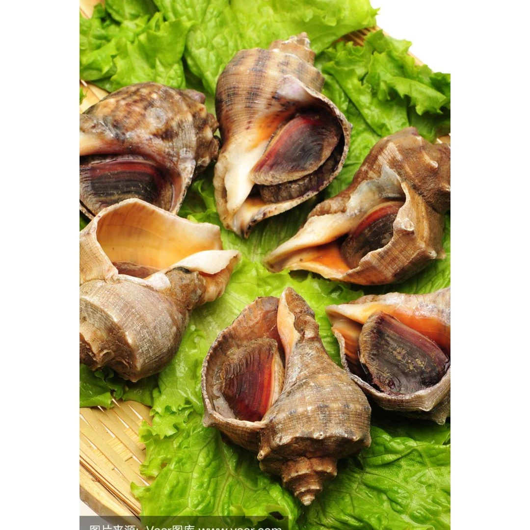 1斤装中海螺  【鲜活海螺】500g/份