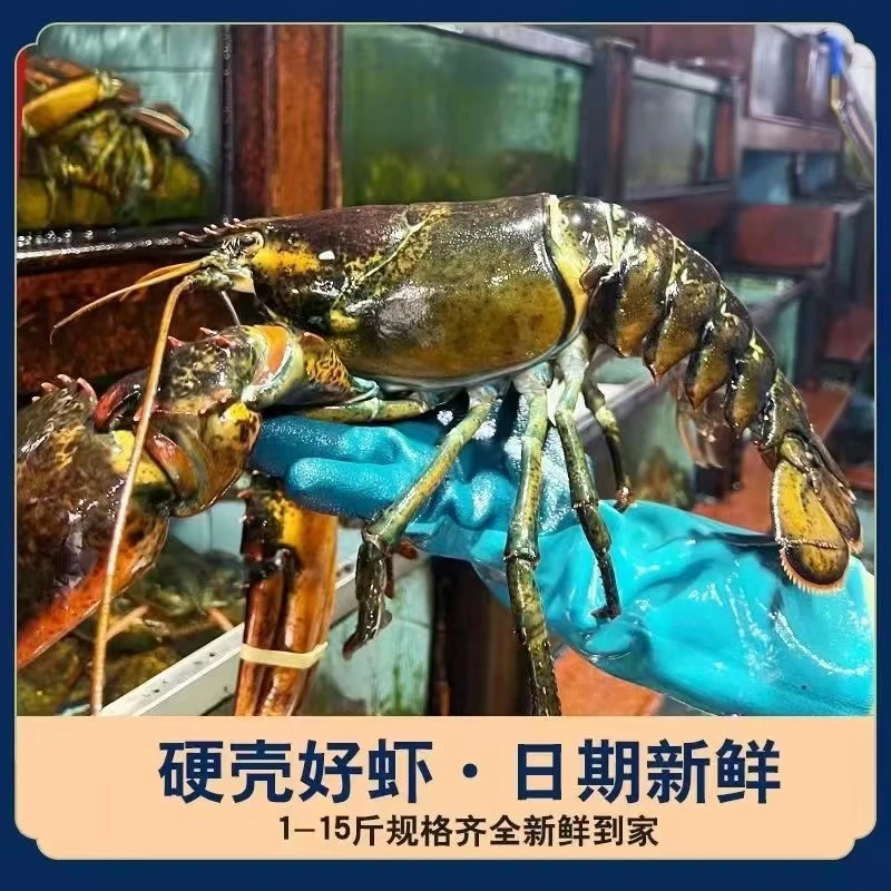 【波龙】大龙虾龙虾食用冷冻进口新鲜波士顿