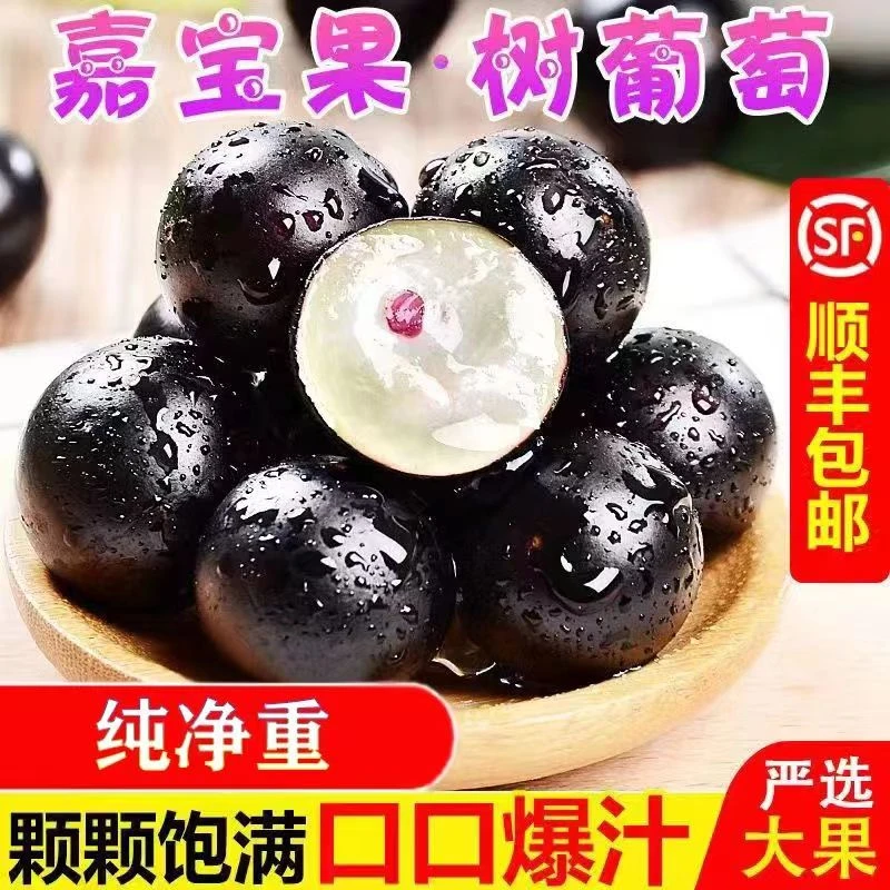 稀有l高端【黑珍珠嘉宝果】新鲜树葡萄头茬鲜果孕妇水果果园现采
