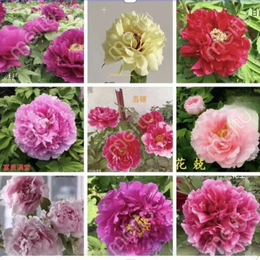 观赏牡丹【预售】一物一拍【先发肥料】秋季发苗 【自行下单只发肥料】