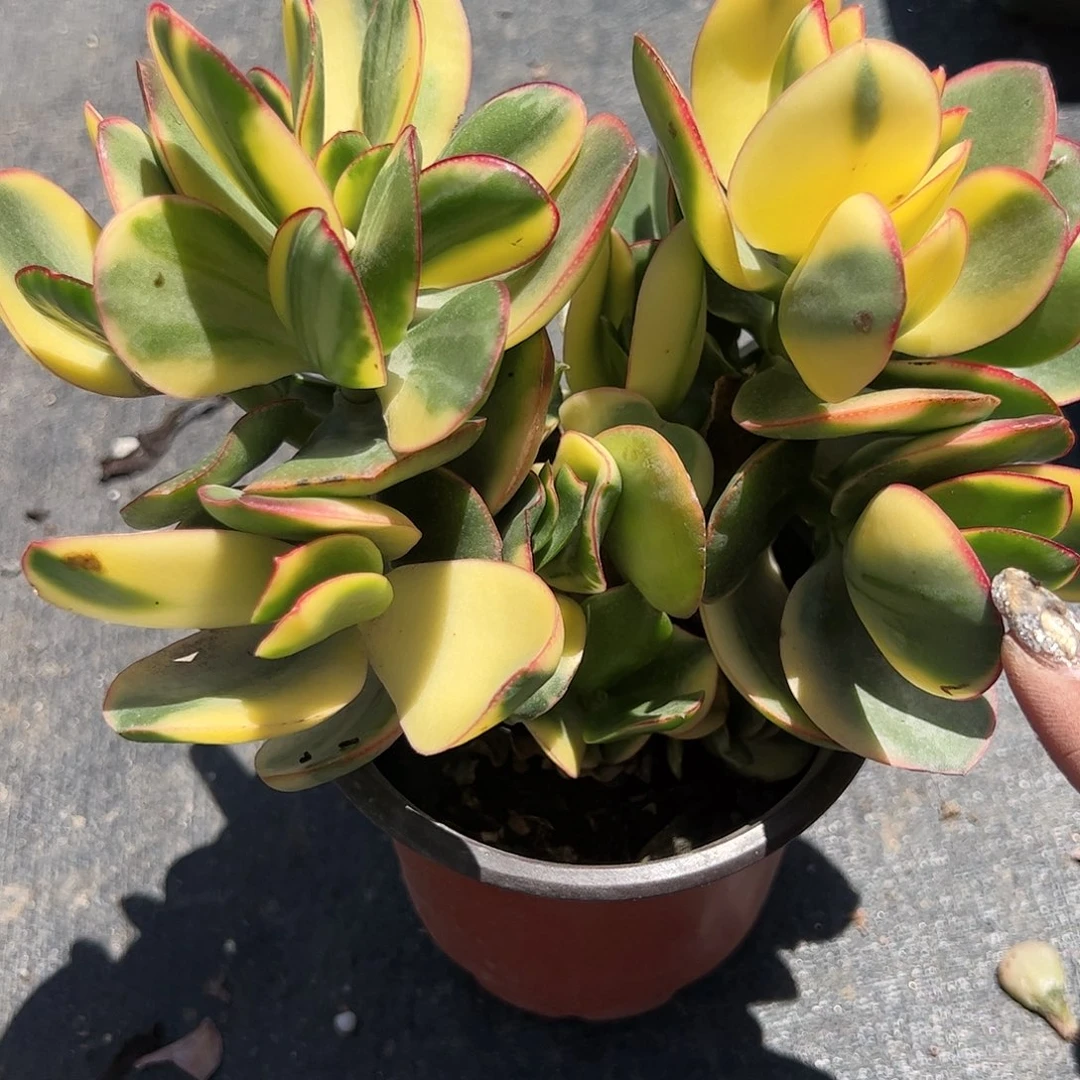 黄金花月锦多肉植物