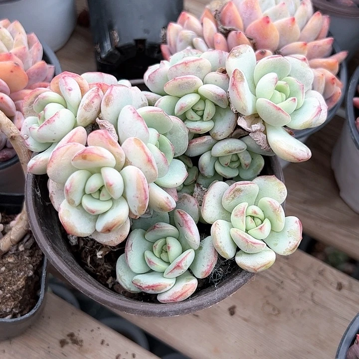 香草比斯多肉植物