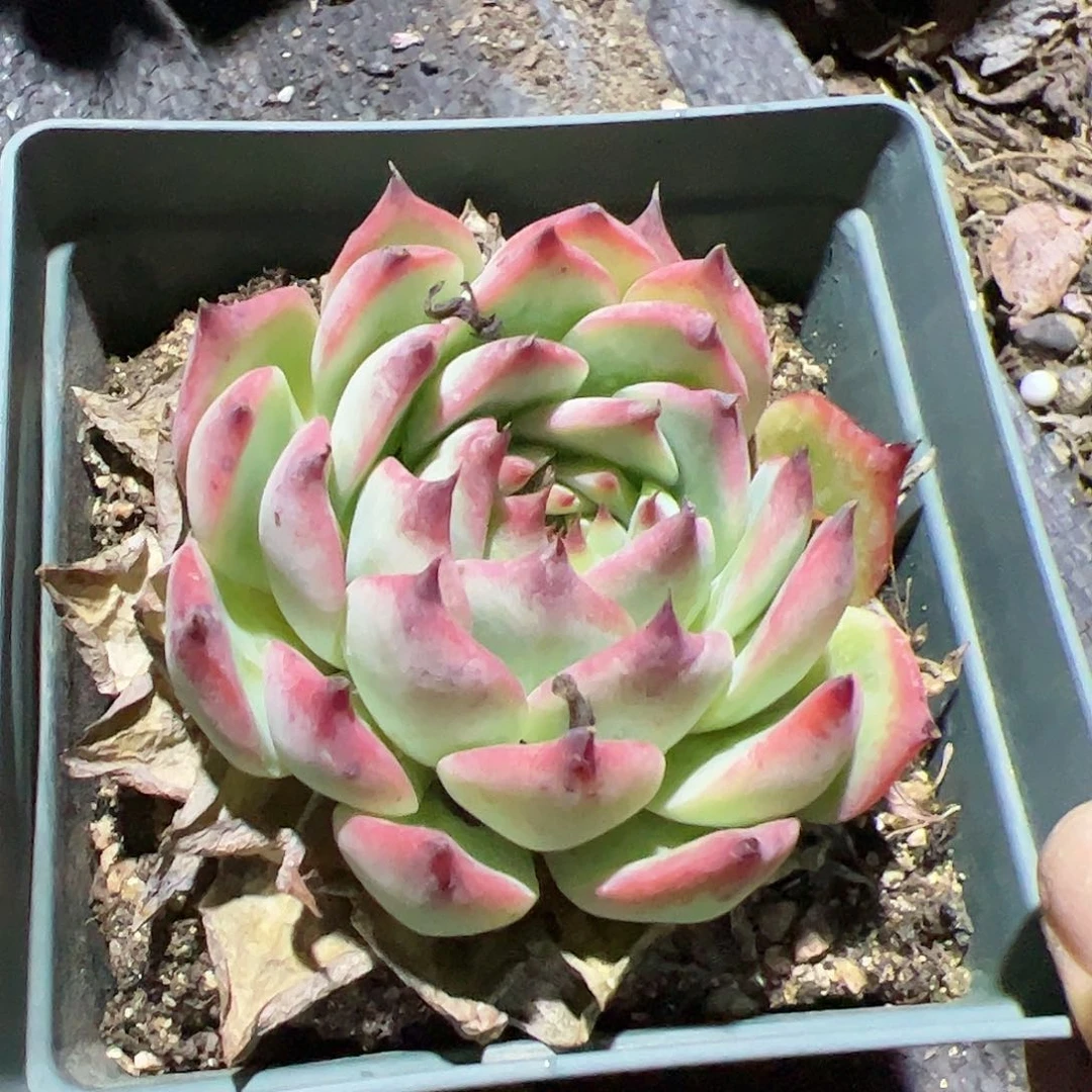 吉娃娃多肉植物精品